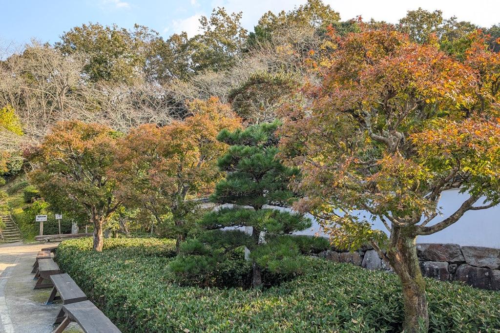 11月22日(金)の紅葉情報