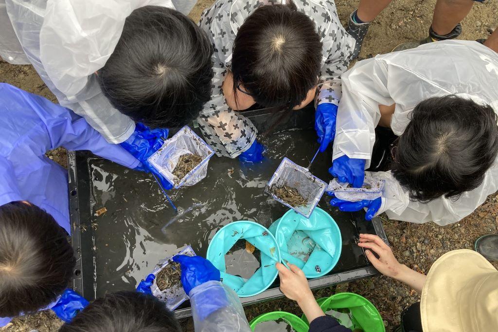 2024年「権現池池干し時魚類保護調査」に新香山中学１年が参加しました！