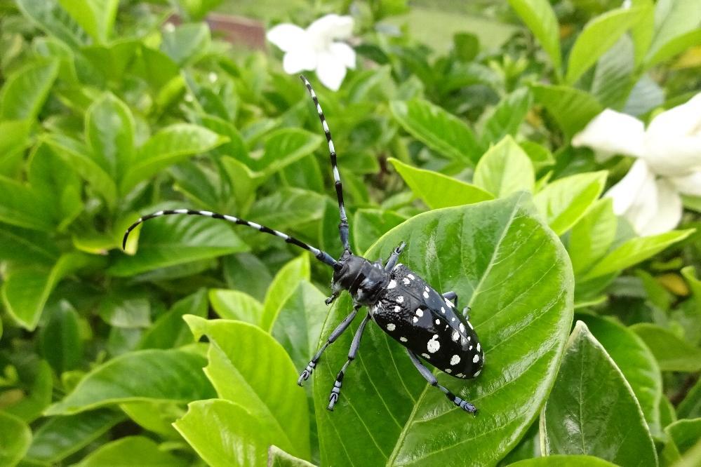 動植物図鑑を大幅に追加しました！