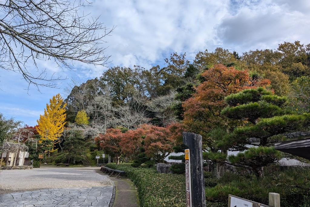 11月27日(水)の紅葉情報