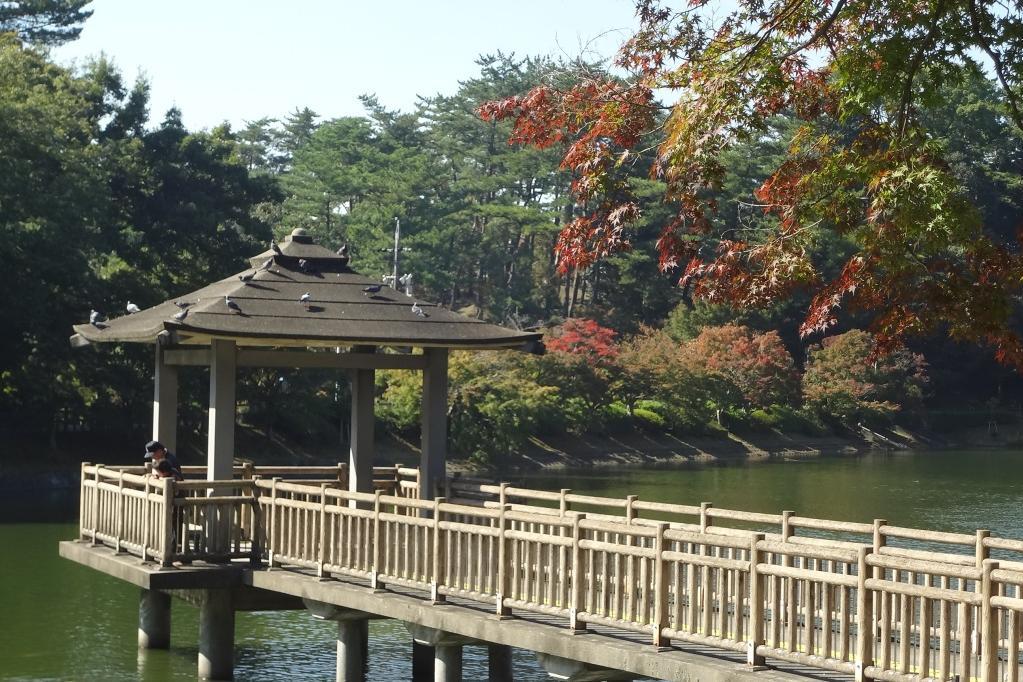 2017年東公園の紅葉速報！最新の紅葉具合はこちらからご確認ください！