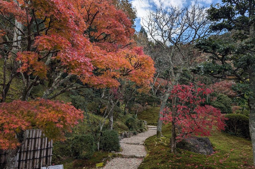 12月6日(金)の紅葉情報