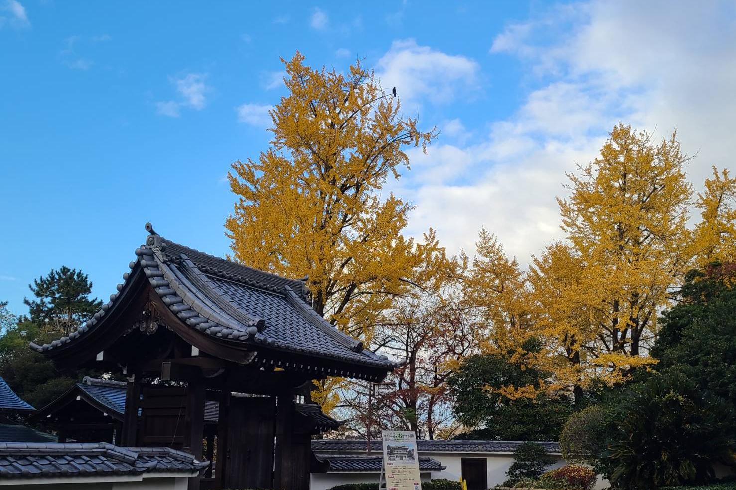 2024年12月7日（土）の紅葉情報を公開しました！