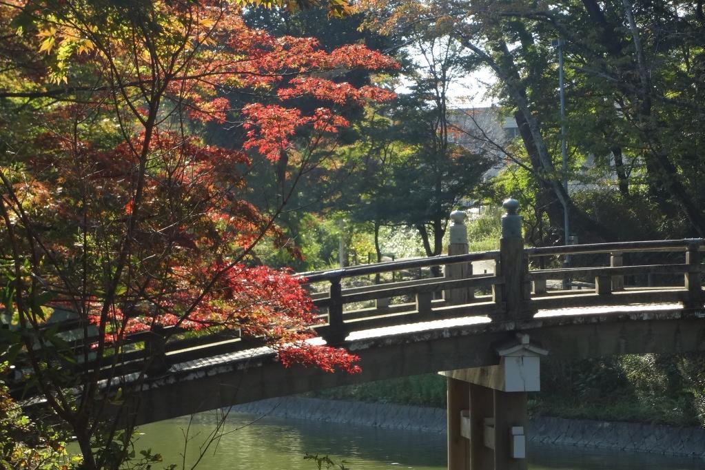 11月3日の東公園の紅葉の様子を掲載しました！