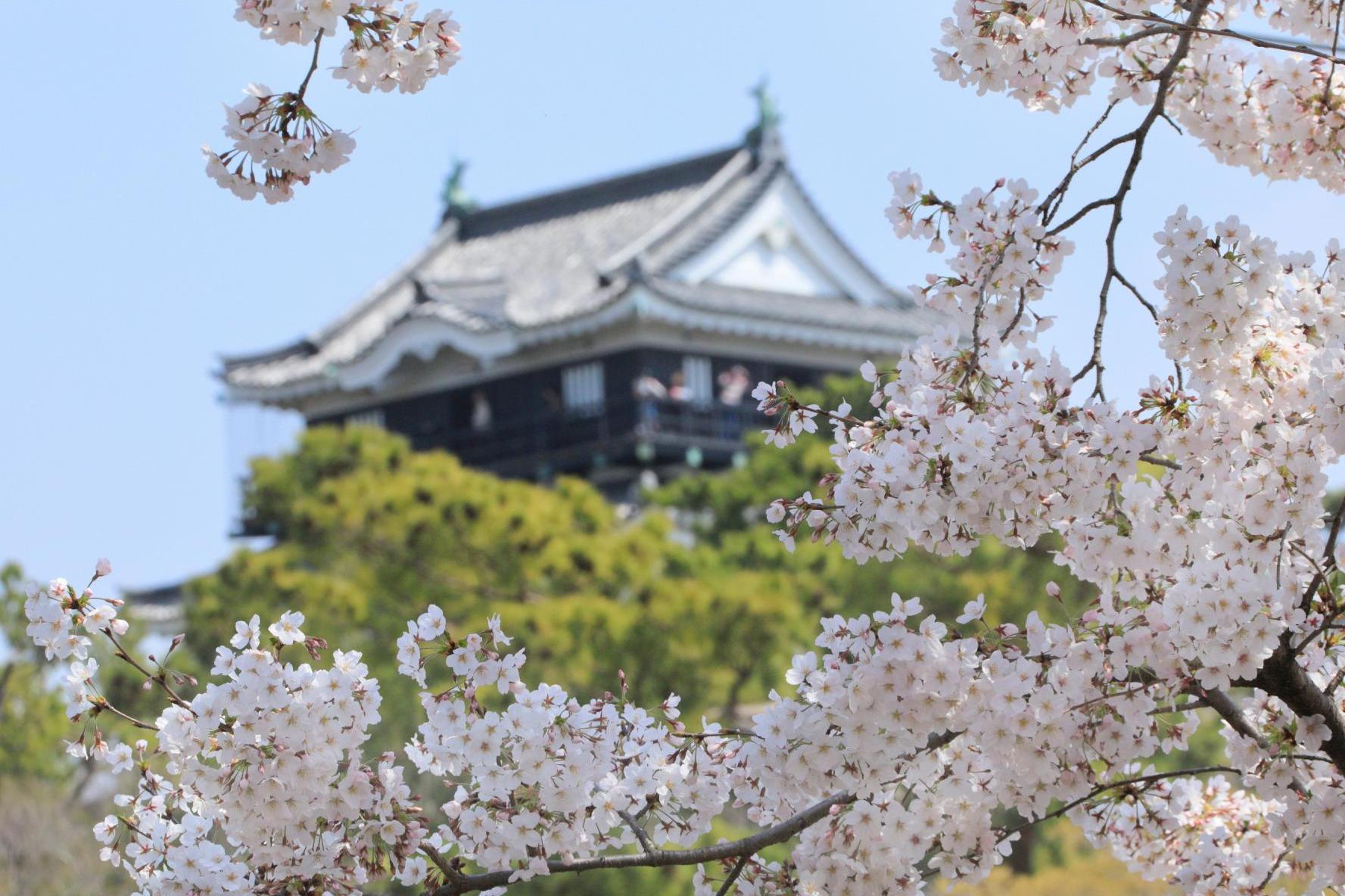 令和7年度岡崎の桜まつり 協賛募集についてご案内いたします