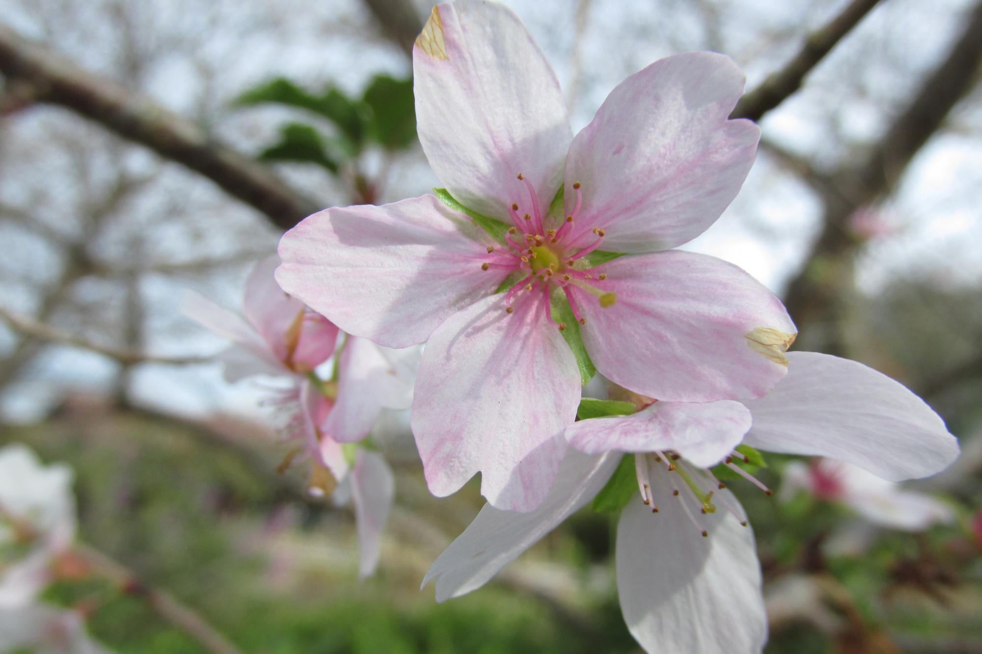 紅葉だけじゃない！秋の花の見ごろ情報を紹介します！