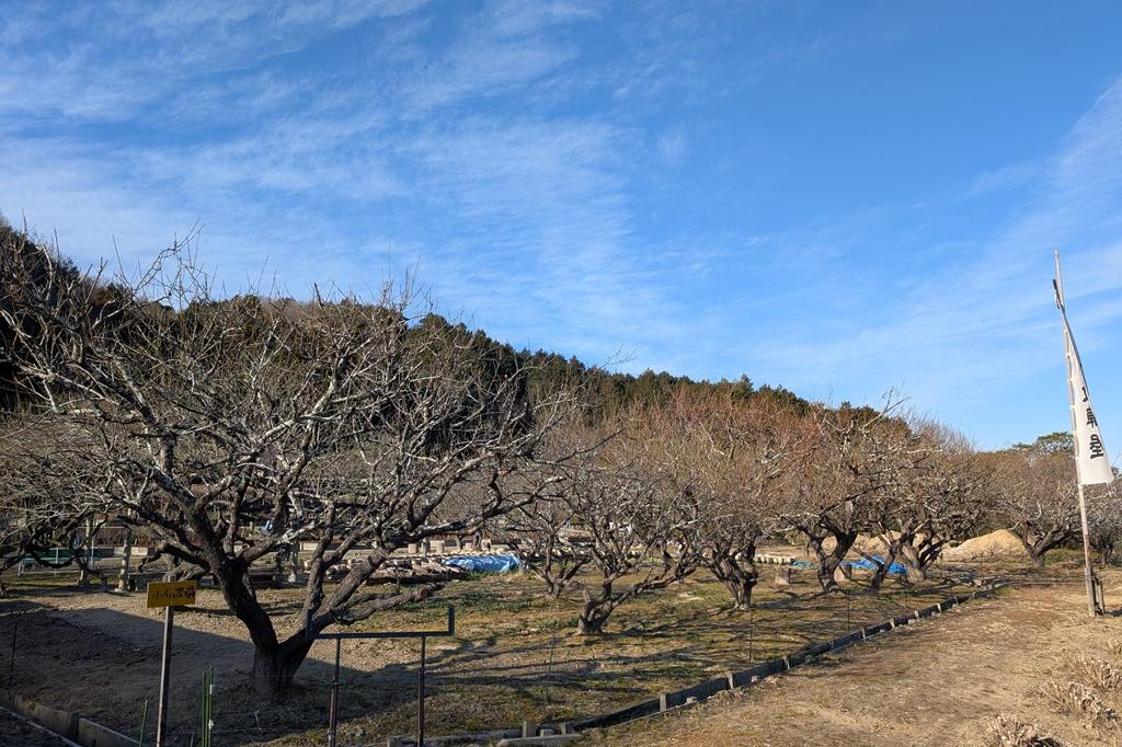 2月21日(金)　梅の開花情報