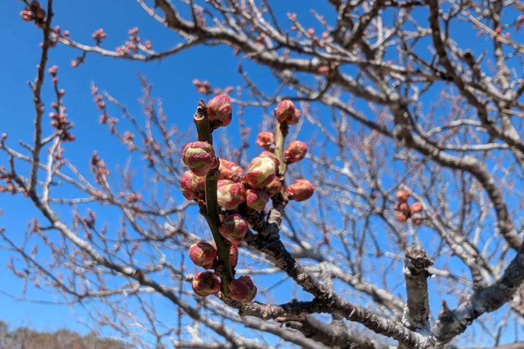 3月1日(土) 梅の開花情報