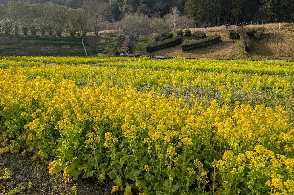 2025年奥殿陣屋のお花情報