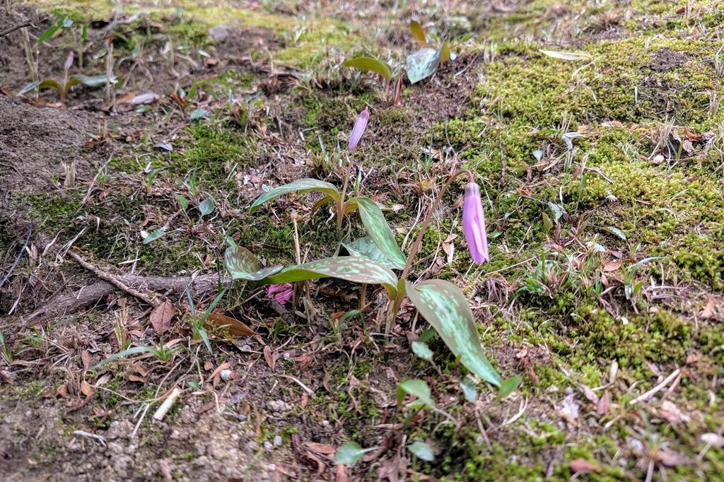 3月15日(土)のお花情報【カタクリ・菜花・ミモザ】