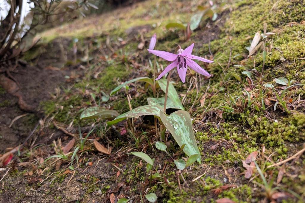3月16日(日)のお花情報【カタクリの様子です】