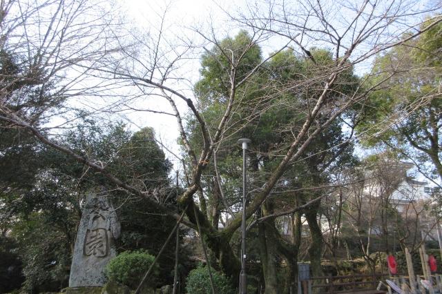 2025年3月20日（木）桜の開花状況を公開しました！