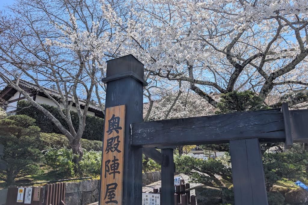 4月4日(金) 桜の開花情報