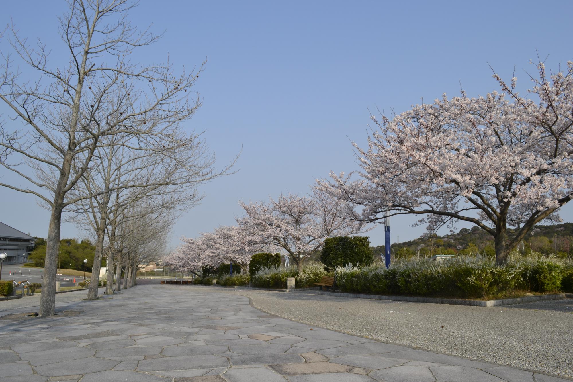 2025年4月8日　中総の開花状況