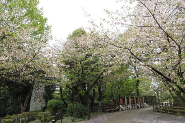2025年4月11日（金）桜の開花状況を公開しました！