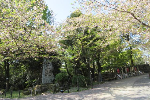 2025年4月12日（土）桜の開花状況を公開しました！