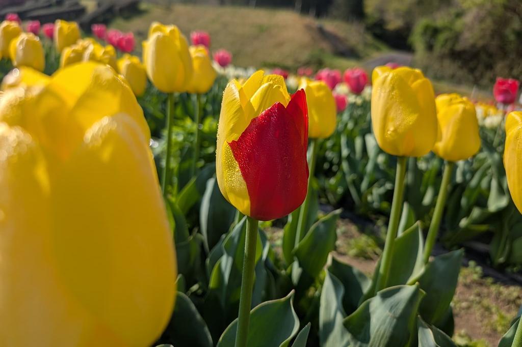 4月12日(土) チューリップ開花情報