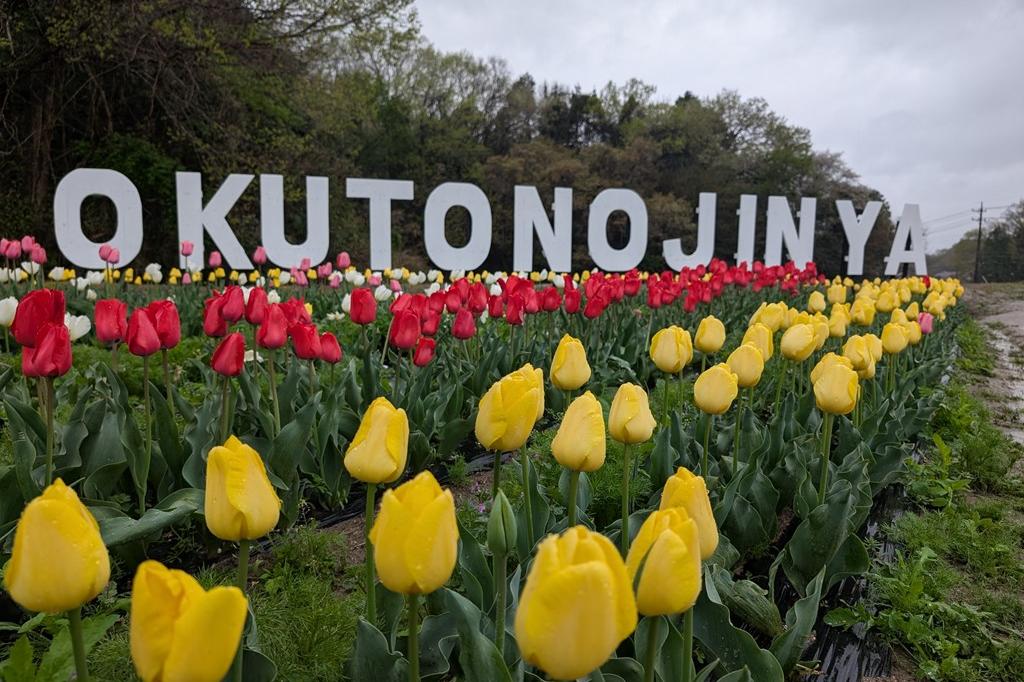 4月13日(日) チューリップ開花情報【雨です】