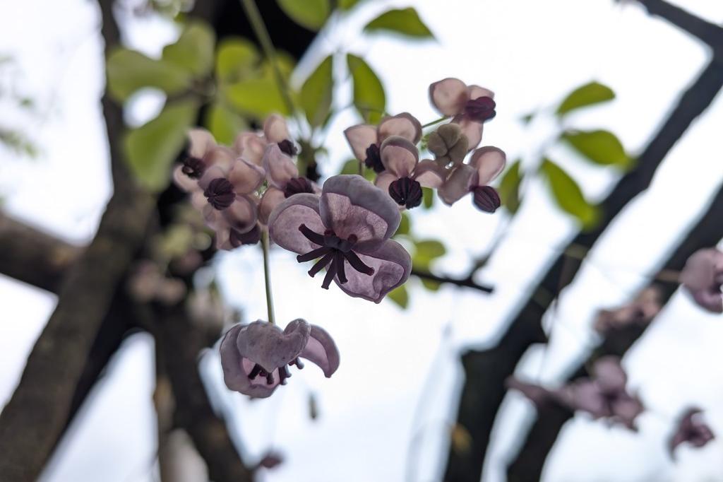 4月15日(火)のお花情報【アケビの花が咲きました】