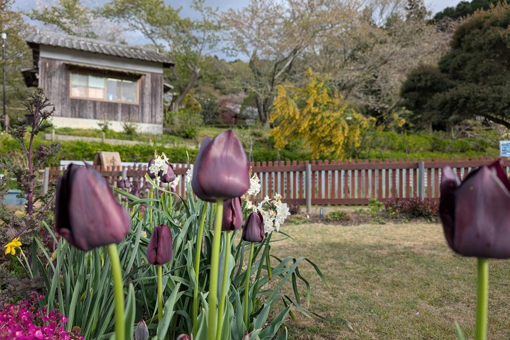4月15日(火) チューリップ開花情報