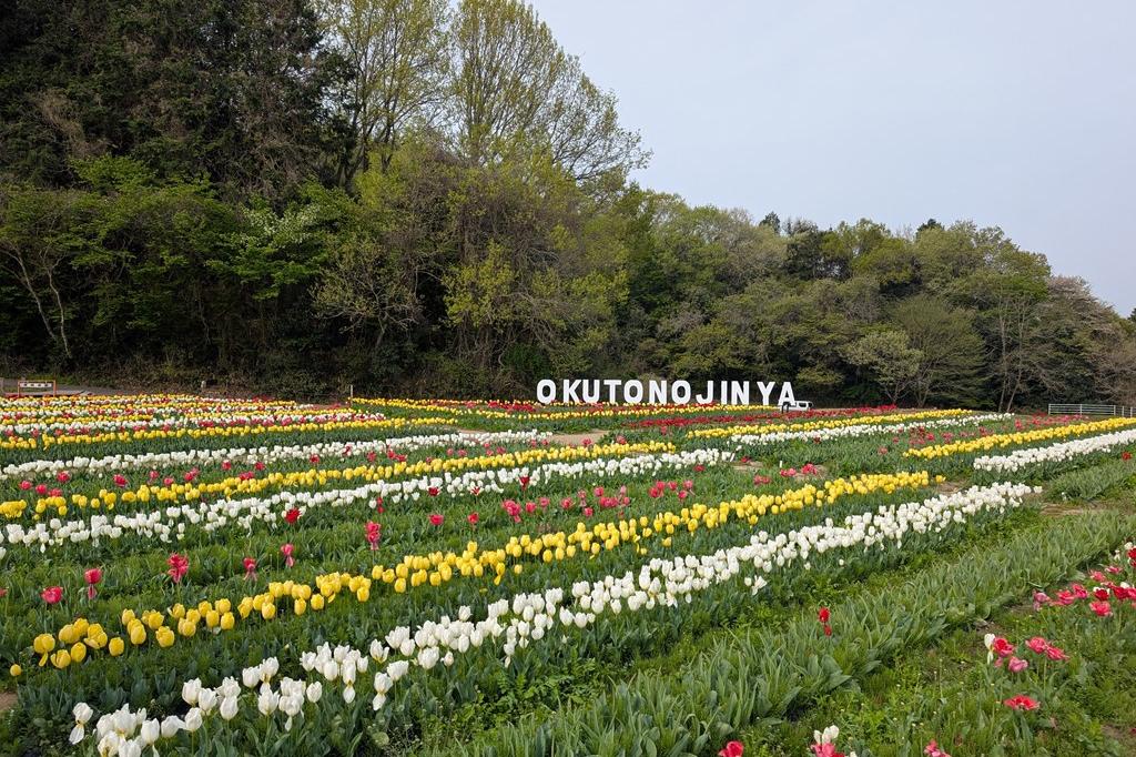 4月18日(金) チューリップ開花情報