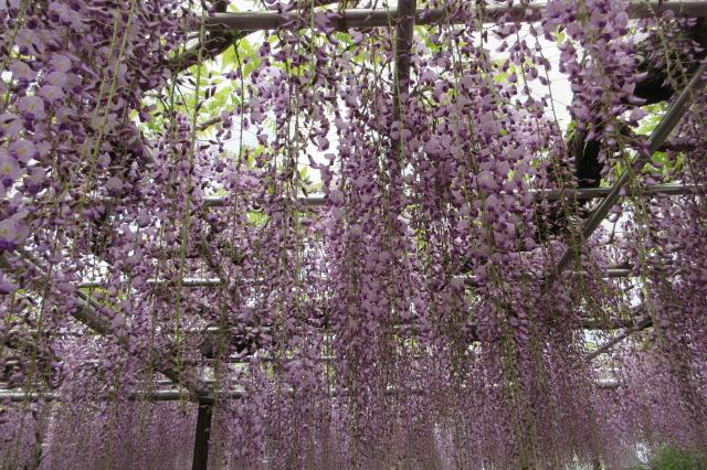 2025年4月22日（火）五万石ふじの開花状況を公開しました！