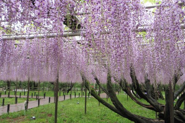 2025年4月23日（水）五万石ふじの開花状況を公開しました！