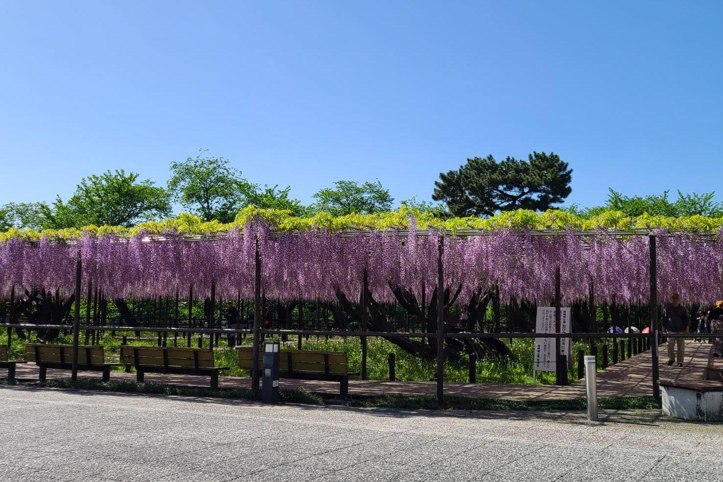 2025年4月24日（木）五万石ふじの開花状況を公開しました！