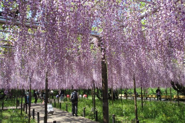 2025年4月26日（土）五万石ふじの開花状況を公開しました！