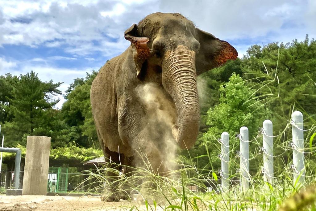 東公園動物園で開催する連休中のイベント【東公園動物園】