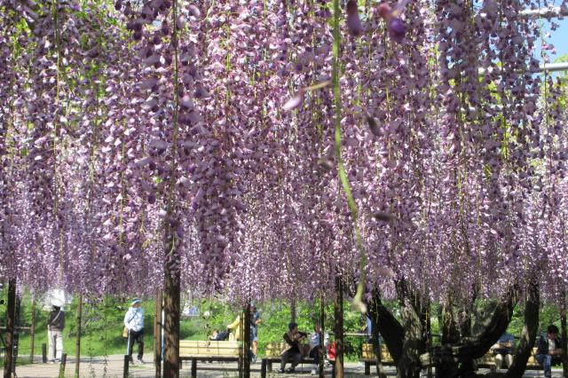 2025年4月27日（日）五万石ふじの開花状況を公開しました！