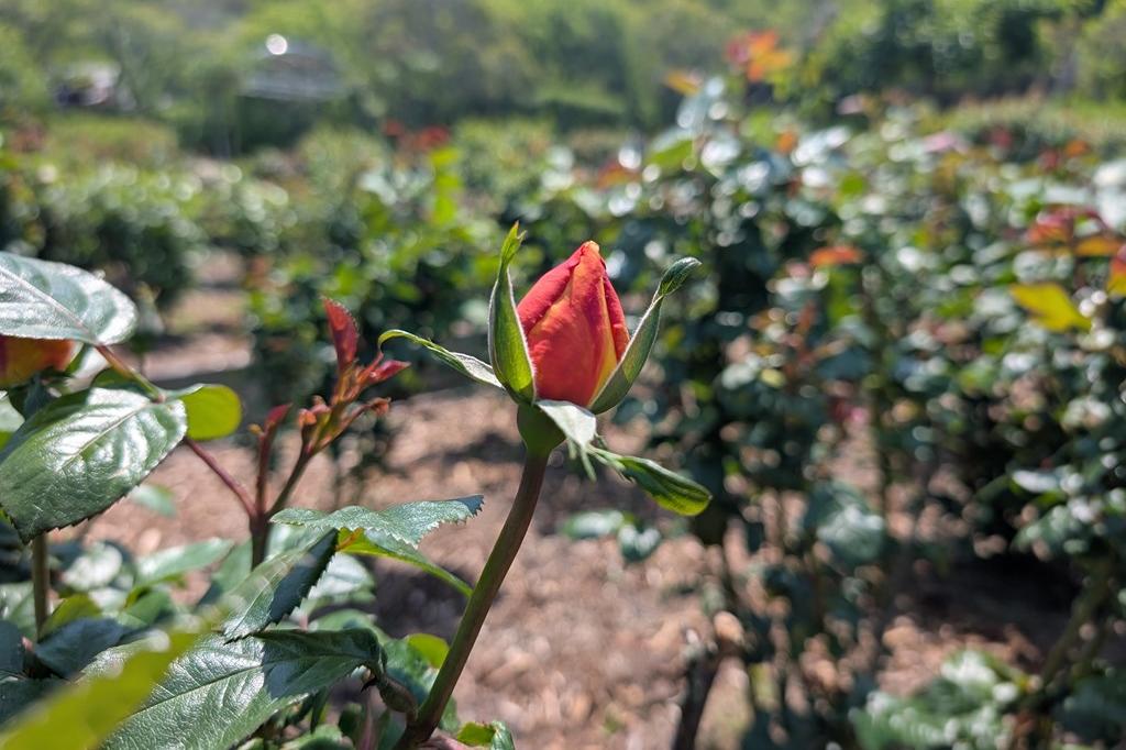 2025年バラの開花情報