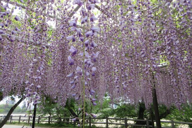 2025年4月28日（月）五万石ふじの開花状況を公開しました！