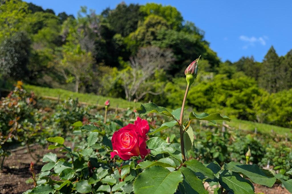 4月29日(火祝) バラの開花情報