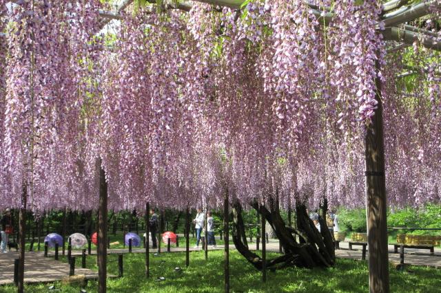 2025年4月29日（火）五万石ふじの開花状況を公開しました！
