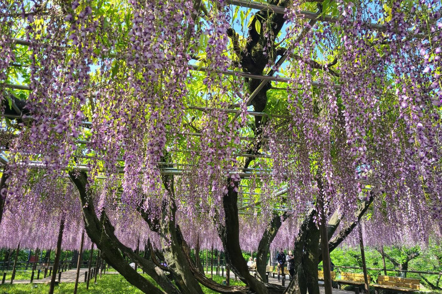 2025年4月30日（水）五万石ふじの開花状況を公開しました！