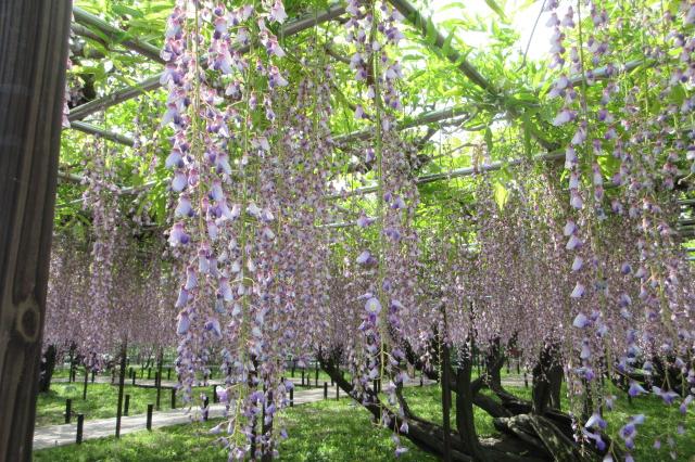 2025年5月1日（木）五万石ふじの開花状況を公開しました！