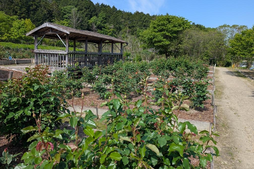 5月1日(木) バラの開花情報