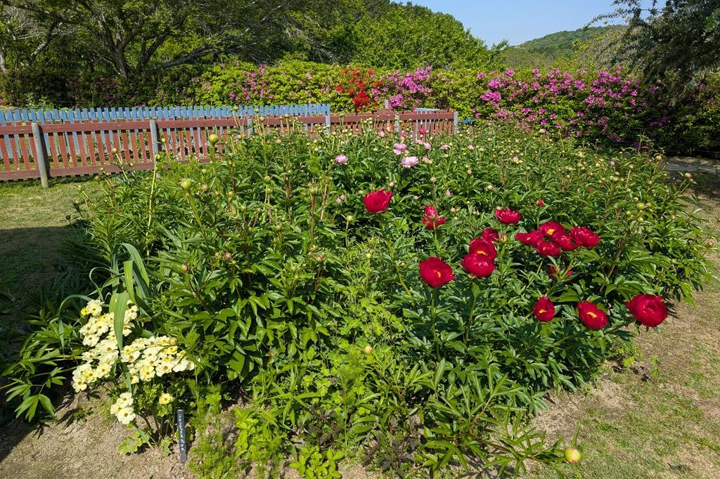 5月1日(木)のお花情報【シャクヤクが咲き始めています】
