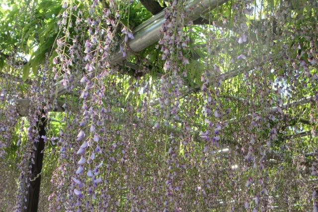 2025年5月3日（土）五万石ふじの開花状況を公開しました！