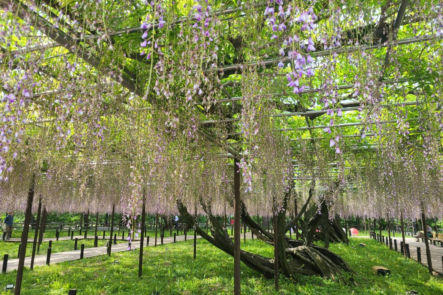 2025年5月4日（日）五万石ふじの開花状況を公開しました！
