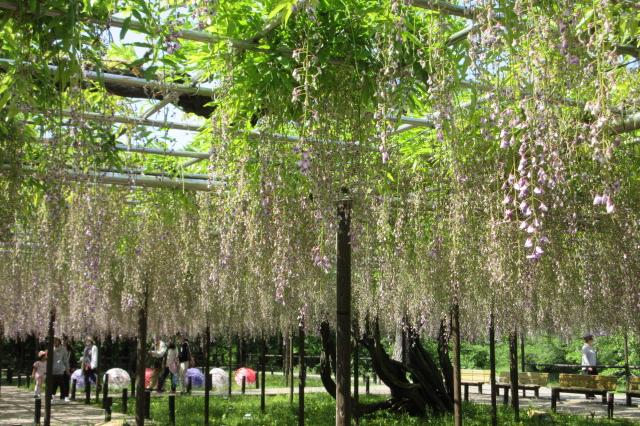 2025年5月5日（月）五万石ふじの開花状況を公開しました！