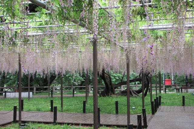 2025年5月6日（火）五万石ふじの開花状況を公開しました！