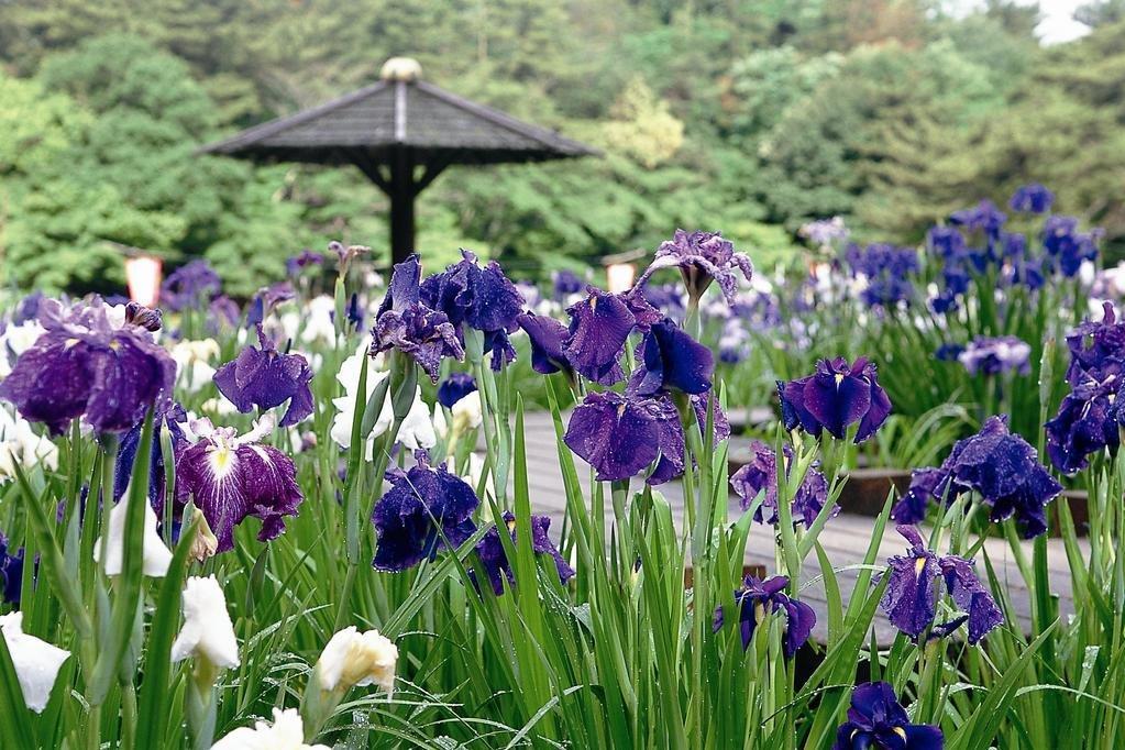 東公園「花菖蒲まつり」が5月23日（金）より開催されます！