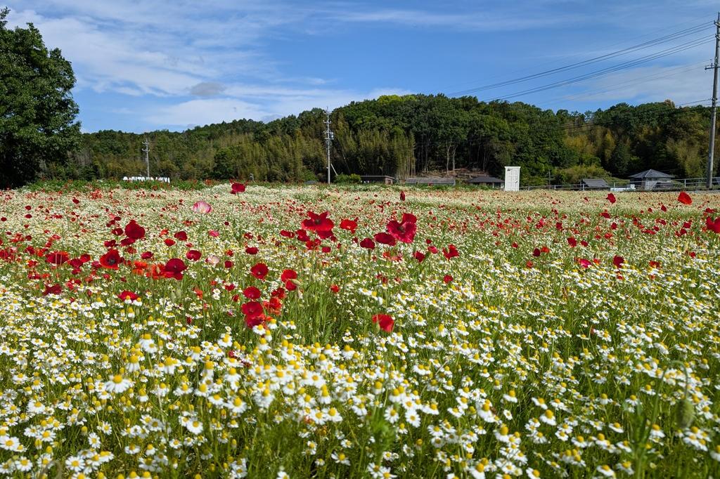 5月11日(日)のお花情報【カモミールとポピーです】