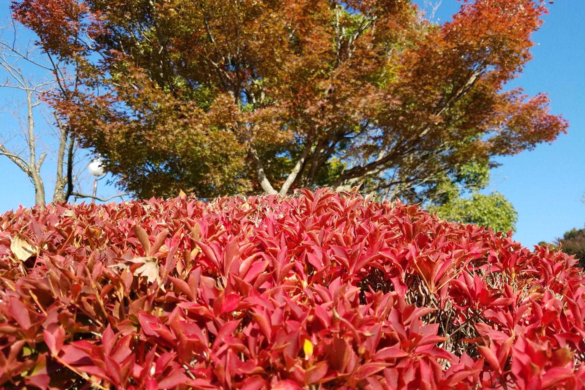 11月17日の紅葉状況を掲載しました！