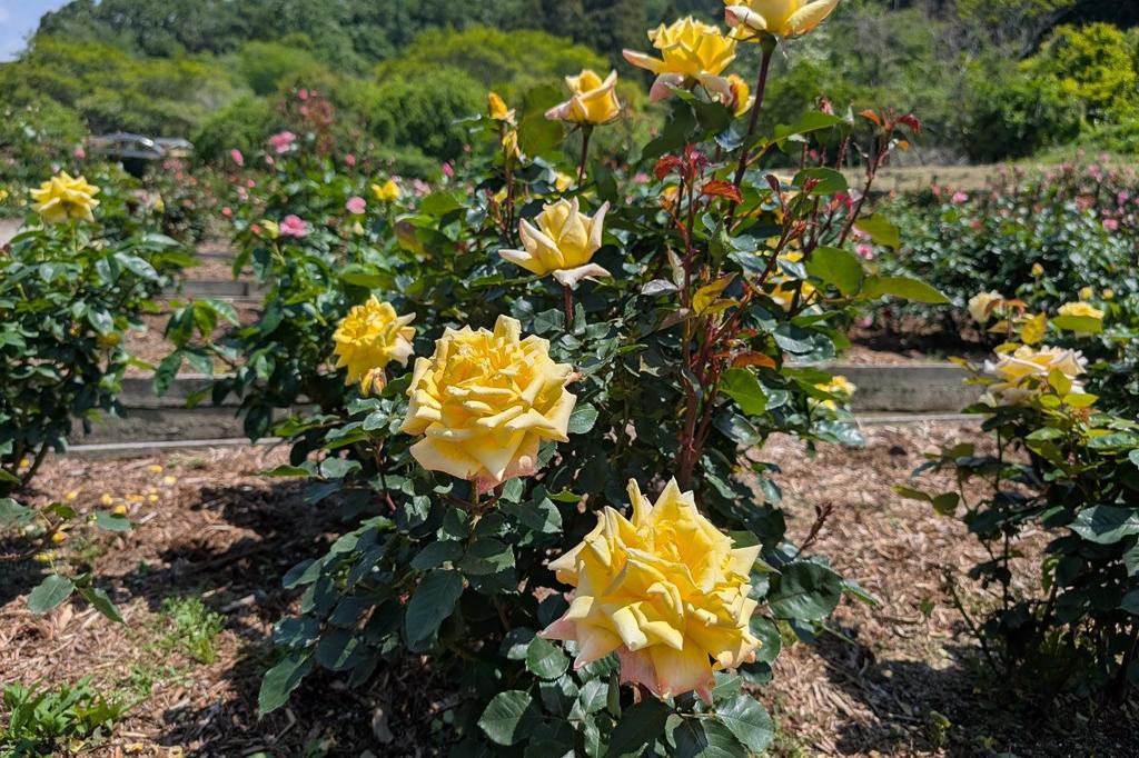 5月13日(火) バラの開花情報【見頃始まっています】