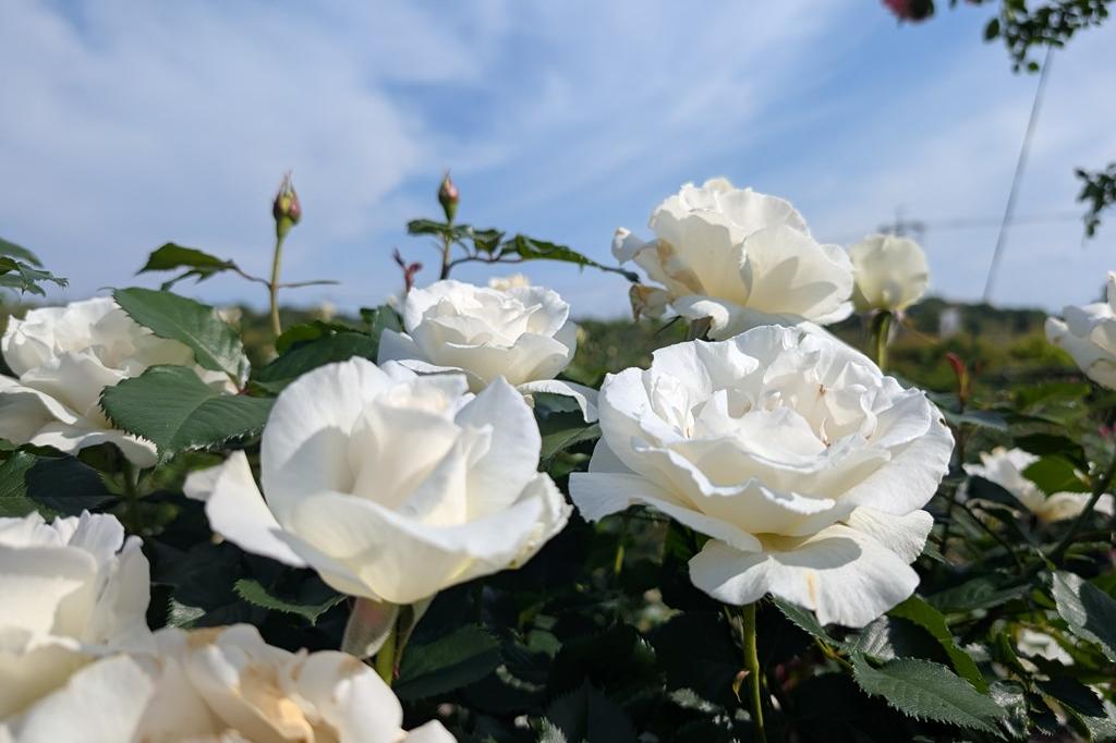 5月15日(木) バラの開花情報【見頃】
