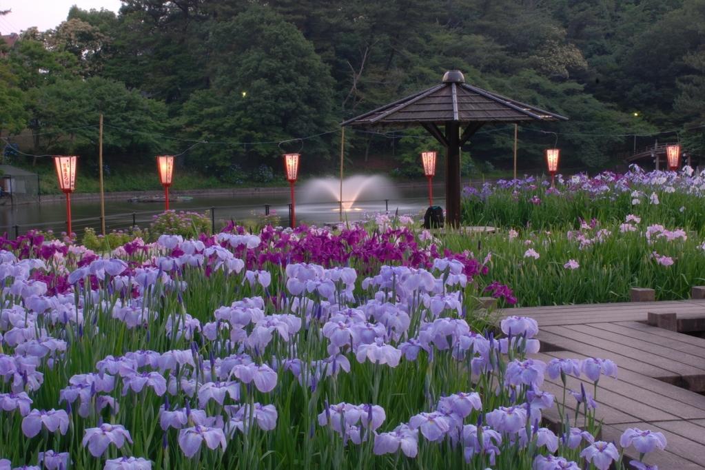 本日、5月23日（金）から花菖蒲まつりが始まります！
