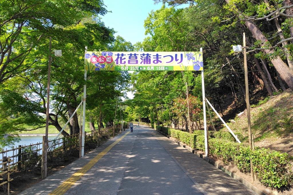 2025年の東公園花菖蒲園の開花状況をお知らせします！